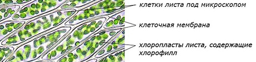 Клетки зеленого листа под микроскопом