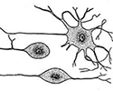 Нейроцит (нервная клетка)