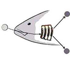 Схема газообмена рыбы